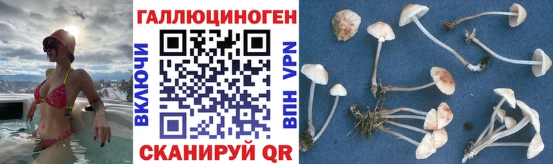 Псилоцибиновые грибы GOLDEN TEACHER  Купить  Теберда 